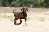 DOBERMANN 828